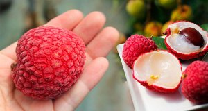 CẬP NHẬT ĐIỀU KIỆN NHẬP KHẨU QUẢ VẢI TƯƠI VÀO THỊ TRƯỜNG ÚC